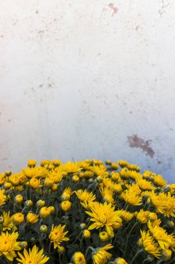 Eski sert duvar zemin üzerine sarı kasımpatı çiçekleri. Krizantem buket. Kasımpatı çiçekleri closeup duvar kağıdı tasarımı.