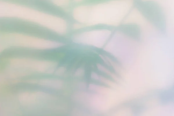 Palm bladeren wazig tropische achtergrond. Plaats voor tekst. — Stockfoto