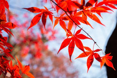 akçaağaç, Japonya, Japonca, Sonbahar, ağaç, kırmızı, yaprakları, Japonya, Sonbahar, yaprak, park, Bahçe arka plan doğa, bitki örtüsü, renk, sezon, orman, güzel, bitki, doğal, renkli, parlak, açık, portakal, canlı, kyoto, peyzaj, seyahat, güzellik, yeşil, kepek