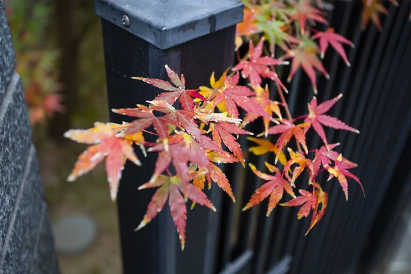 maple, japan, japanese, autumn, tree, red, leaves, japan, fall, background, garden, leaf, park, nature, foliage, color, season, forest, beautiful, plant, natural, colorful, bright, outdoor, orange, vivid, kyoto, landscape, travel, beauty, green, bran