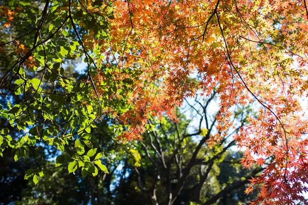 メープル 日本語 秋ツリー赤 葉日本秋背景ガーデン リーフ 公園自然 紅葉色シーズン 美しい カラフルな明るい オレンジ — ストック写真