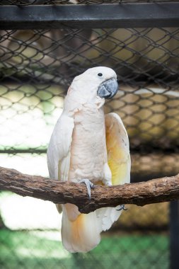 Bütün türlerin çoğu tropikal ve subtropikal bölgelerde bulunan papağan.
