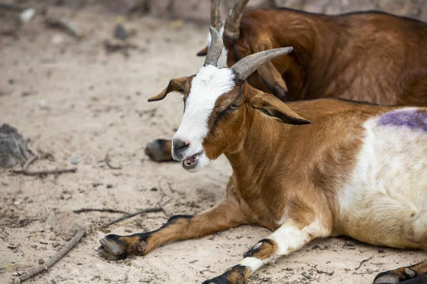 Primer Plano Retrato Blanco Marrón Cabras Con Comer Hierba — Foto de Stock