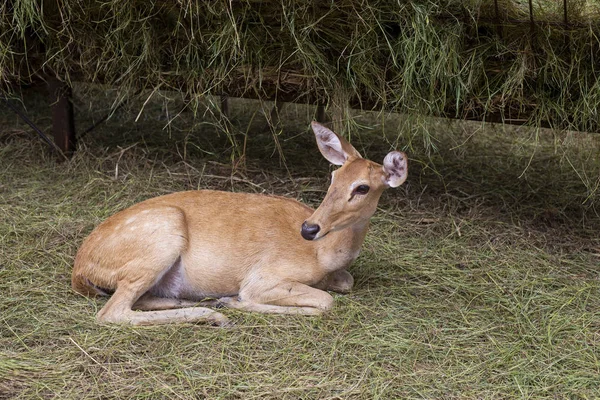 Deer are the hoofed ruminant mammals forming the family Cervidae.