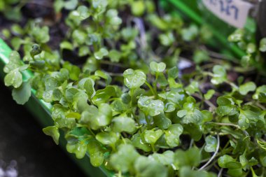 Kale taze sebze bahçesinde organik çiftlik, Tayland.