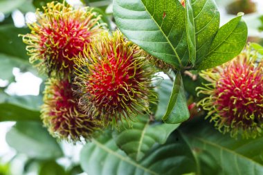 Taze Rambutan meyve ile tatlı kırmızı deniz hayvanı kabuğu, Tayland.
