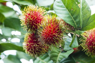 Taze Rambutan meyve ile tatlı kırmızı deniz hayvanı kabuğu, Tayland.