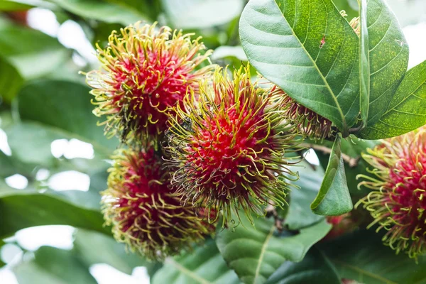 Taze Rambutan meyve ile tatlı kırmızı deniz hayvanı kabuğu, Tayland.