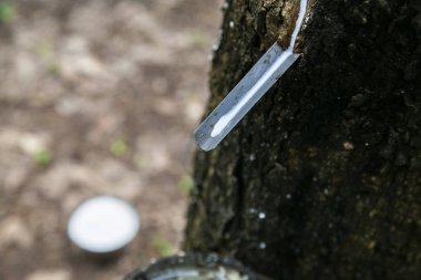 Tayland 'da kauçuk ağaçtan kapana kısılmış doğal kauçuk lateks..