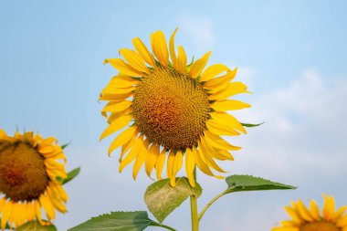 Ayçiçeği alanları kadar Tayland'da gündoğumu sırasında kapatın
