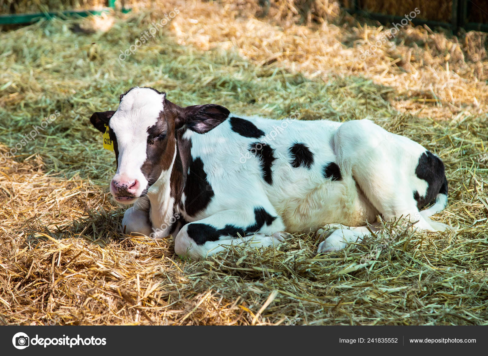 Stockfoto's van koe, rechtenvrije afbeeldingen van Baby koe | Depositphotos