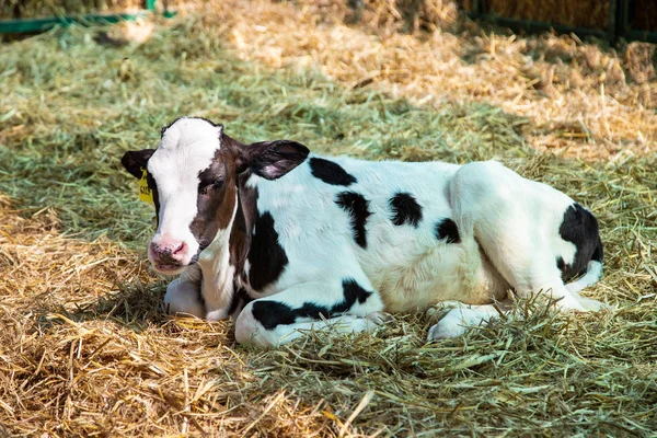 Süt inekleri, khonkaen çiftliği, Tayland Tayland süt inekleri.
