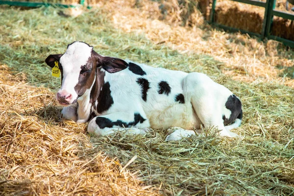 Süt inekleri, khonkaen çiftliği, Tayland Tayland süt inekleri.
