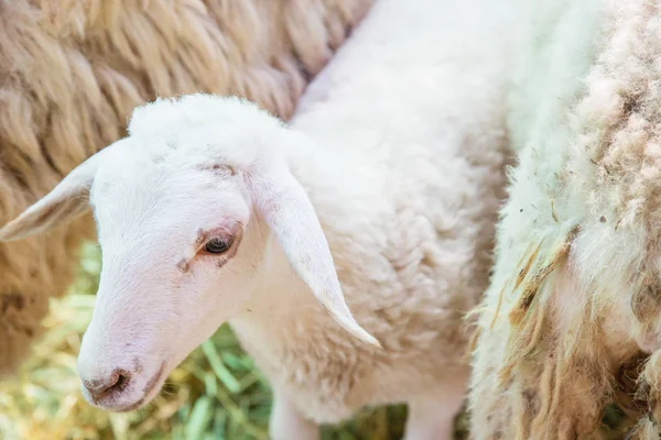 羊的肖像在农场户外 — 图库照片