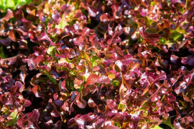 Organik yeşil sebze satırlar halinde çiftlik, Tayland.