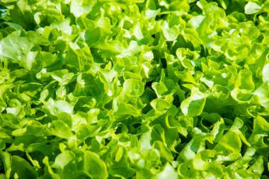 Organik yeşil sebze satırlar halinde çiftlik, Tayland.