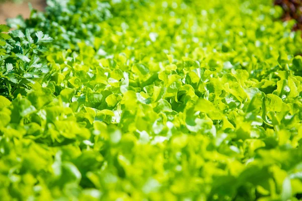 Bio Grüngemüse Reihen Auf Dem Bauernhof Thailand — Stockfoto