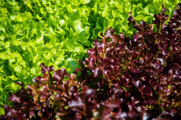 Bio Grüngemüse Reihen Auf Dem Bauernhof Thailand — Stockfoto