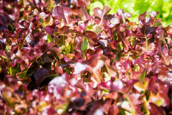 Verduras Ecológicas Hileras Granja Tailandia —  Fotos de Stock