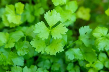 Sebze bahçesinde organik yeşil kişniş Tay ot.