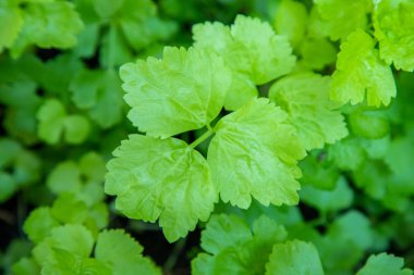 Sebze bahçesinde organik yeşil kişniş Tay ot.