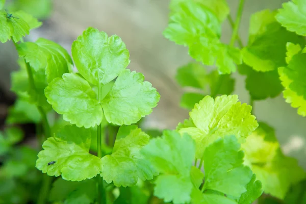 Coriandolo verde biologico nell'orto, Erba tailandese . — Foto Stock