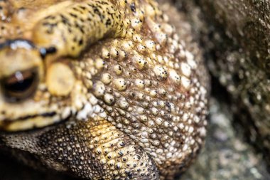 Kurbağa bazı kurbağalar için ortak bir isimdir.