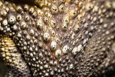 Close Up toad Cilt dokusu seçici odaklama 
