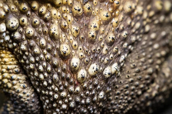 Close Up sapo Textura da pele foco seletivo — Fotografia de Stock