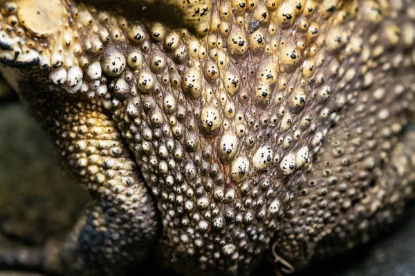 Close Up toad Skin texture selective focus — Stock Photo, Image