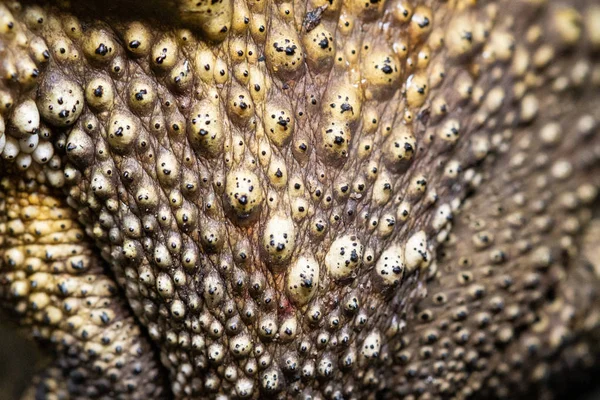 Close Up toad Skin texture selective focus — Stock Photo, Image