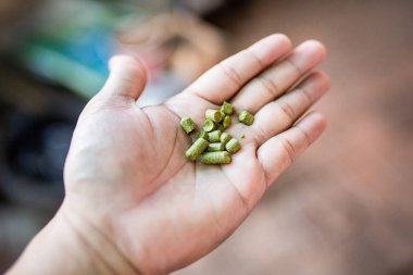 Pellets ev bira için elime hops, tay Craft Bira.