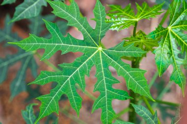 Chaya veya ağaç ıspanak, büyük, büyüyen yapraklı çok yıllık çalı