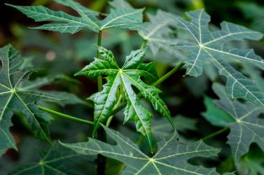 Chaya veya ağaç ıspanak, büyük, büyüyen yapraklı çok yıllık çalı