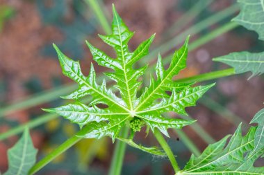 Chaya veya ağaç ıspanak, büyük, büyüyen yapraklı çok yıllık çalı