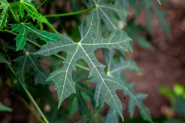 Chaya veya ağaç ıspanak, büyük, büyüyen yapraklı çok yıllık çalı