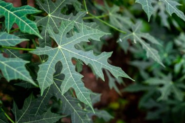 Chaya veya ağaç ıspanak, büyük, büyüyen yapraklı çok yıllık çalı