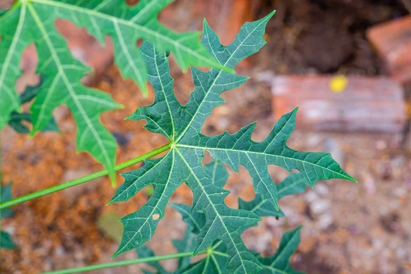 Chaya veya ağaç ıspanak, büyük, büyüyen yapraklı çok yıllık çalı