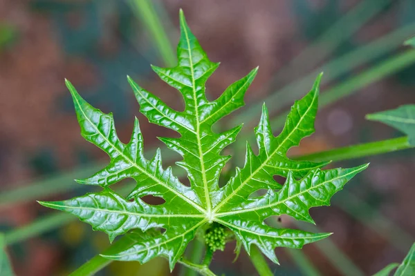 Chaya veya ağaç ıspanak, büyük, büyüyen yapraklı çok yıllık çalı