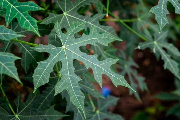 Chaya veya ağaç ıspanak, büyük, büyüyen yapraklı çok yıllık çalı