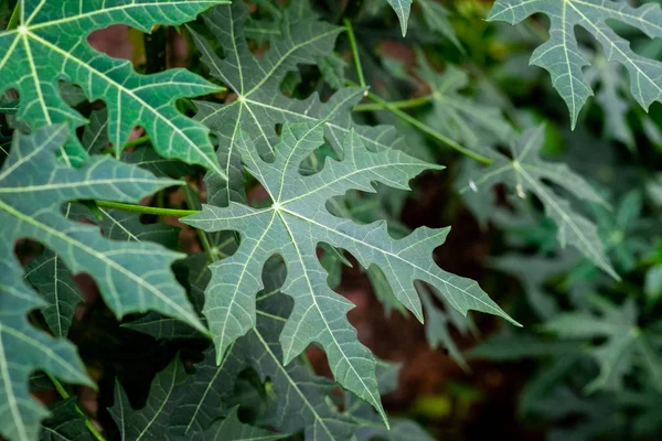 Chaya veya ağaç ıspanak, büyük, büyüyen yapraklı çok yıllık çalı
