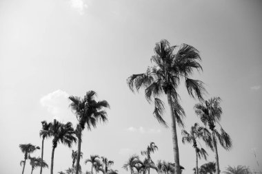 hindistan cevizi ağacı veya hindistan cevizi palmiye siyah beyaz görüntü.