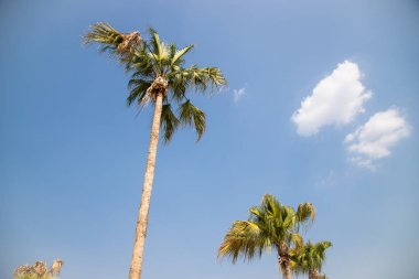 mavi gökyüzü arka planda hindistan cevizi ağacı veya hindistan cevizi palmiye.