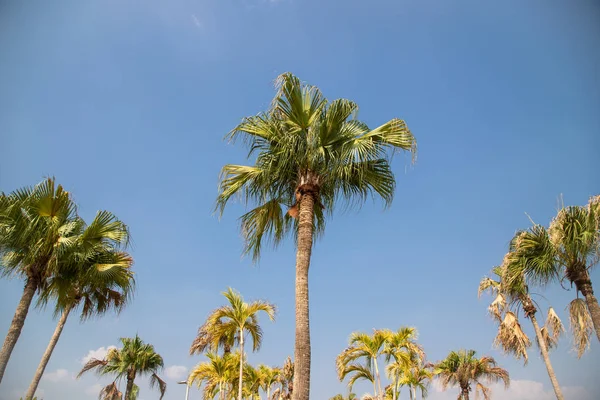 Cocotero o palma de coco sobre el fondo azul del cielo . — Foto de Stock