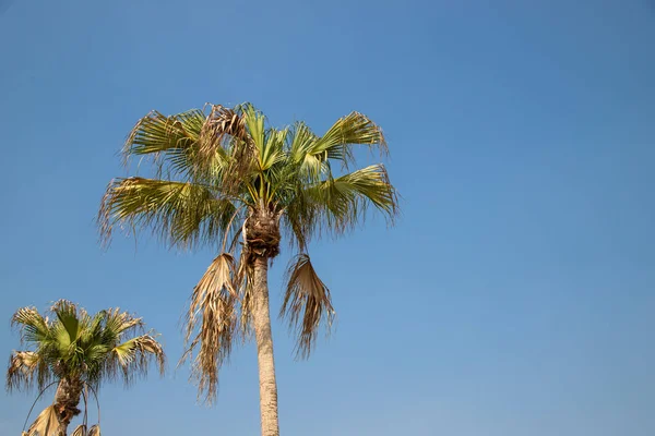 Cocotero o palma de coco sobre el fondo azul del cielo . — Foto de Stock
