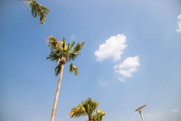 Cocotero o palma de coco sobre el fondo azul del cielo . — Foto de Stock