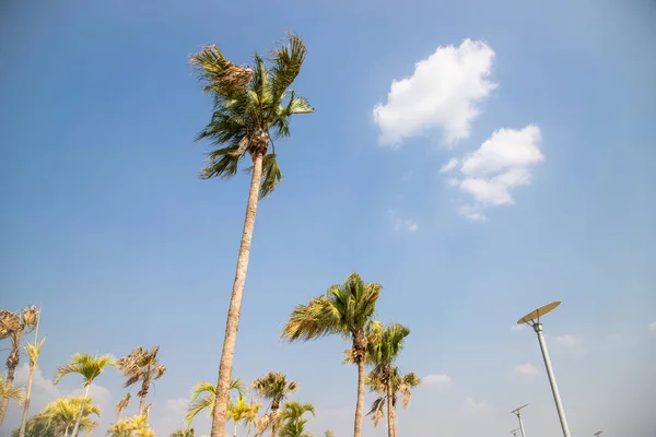 Cocotero o palma de coco sobre el fondo azul del cielo . — Foto de Stock
