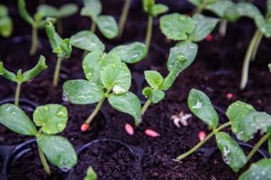 Sera altında Fide tepsisinde organik kavun fidesi.