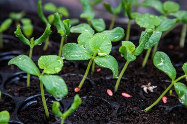 Sera altında Fide tepsisinde organik kavun fidesi.