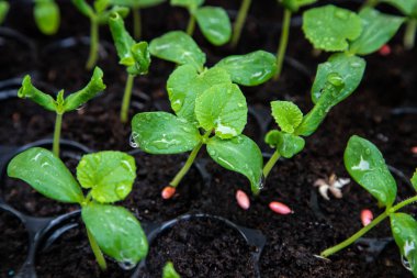 Sera altında Fide tepsisinde organik kavun fidesi.